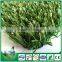 Non-filling straight and curly synthetic turf for rugby/ football