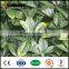 wholesale outdoor artificial privacy hedge fence screens