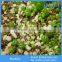 3-6mm Flower Hydroponics Expanded Perlite,Agricultural Perlite