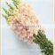 china importers long stem small petals fresh cut antirrhinum flower
