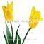 kunming suply 2016 high quality fresh cut yellow tulip plant