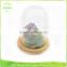TALL Glass Bell Cloche Plant Display ~ Geometric Glass Terrarium Dome Cake Jar