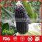 Sweet and Organic purple corn for sale
