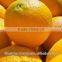 FRESH NAVEL CITRUS ORANGE