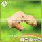 2017bulk Chinese organic fresh ginger with Eu organic certificate