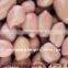 INDIAN EXPORTER OF GROUNDNUT KERNEL