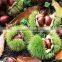 Fruit Tree Seedling