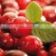 Natural High Quality Cranberry Extract Powder Proanthocyanidins/Cranberry Powder
