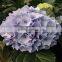 Wholesale cheap fresh cut hydrangea flowers