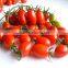 Hybrid Indeterminate type Cherry tomato seeds for growing-Super Pink Baby