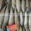 New Arrival Seafood Frozen Fish Pacific Mackerel Prices
