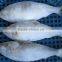 FROZEN SARDINE FISH/ SHAD FISH/ SIZE 4/6