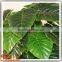 Factory wholesale uv artificial outdoor plants