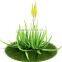 Premium Grade Indian Aleos At Your Door Step