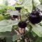 Round Shape Purple Eggplant Seeds Vegetable Seeds