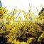100% distilled natural herb oil fructus forsythia oil