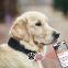 NFC Customized Pet Tag - Help Lost Pet to Contact Master - NFC Tap and QR Scan