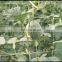 Trellis Net 48