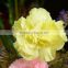 Good quality Liberty cheap carnations flower