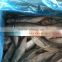Sea Frozen 100-150g Horse mackerel or sacd from China