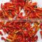 Angelon hot sale dried/fresh chilli color sorting machine CCD color sorter vegetable sorting machine