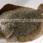 China origin aquacultured turbot fish for sale