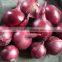 Ring Red Onion For Best Price