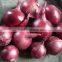 Indian Big Red Onion Suppliers