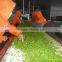 IQF Green Pea