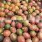 Fresh passion fruit