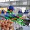 automatic egg packing machine/egg tray packaging machine/egg grading machine for packing