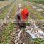 Farm machinery hand planter for garlic