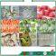 Advanced Sanshon FDG-100 Fruit and Vegetable Strawberry Vacuum Freeze Dryer