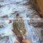 Swimming Crab