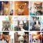 1940H New design cat hats wholesale fashion pet hats for cats