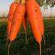 High Yield 7 Inches Long Red f1 Hybrid Vegetable Carrot Seeds Price No.84