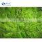 Sinocharm New Season BRC A Approved W10-15MM IQF Cut Green Romano Bean Frozen Romano Beans