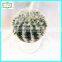 25cm new design hot sale plastic succulent