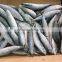 Frozen food ( Frozen Mackerel whole round)