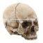 Halloween party decoration resin skull heads
