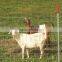 livestock metal fencing sheep and goat fence galvanized field fence