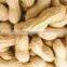 Raw Peanuts in Shell/Groundnuts in Shell for sell