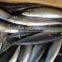 New caught whole round frozen mackerel 8-10pcs/kg