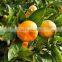 MANDARIN