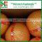 Fresh Pomelo/Chinese Pomelo Fruit/Pomelo Prices