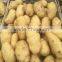 Yellow Potato