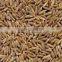 Cumin seeds