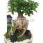 Ficus microcarpa bonsai