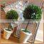 decorative single prserved boxwood ball tree