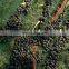 Factory Produce Top Quality Olive Fall Protection Harvest Nets with Grommets